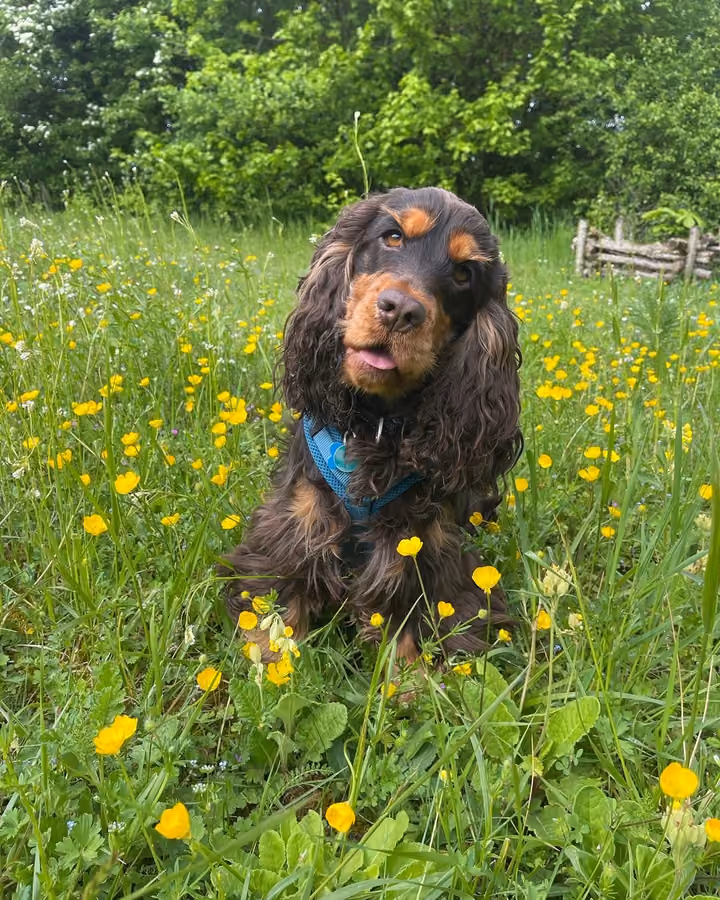 Portret van Charlie, de studiohond